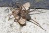 Eratigena sp.